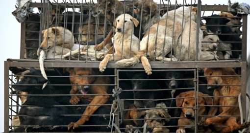 Hà Nội có trên 1.000 điểm kinh doanh và giết mổ chó, mèo